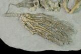 Fossil Crinoid and Coral Association - Crawfordsville, Indiana #150443-2